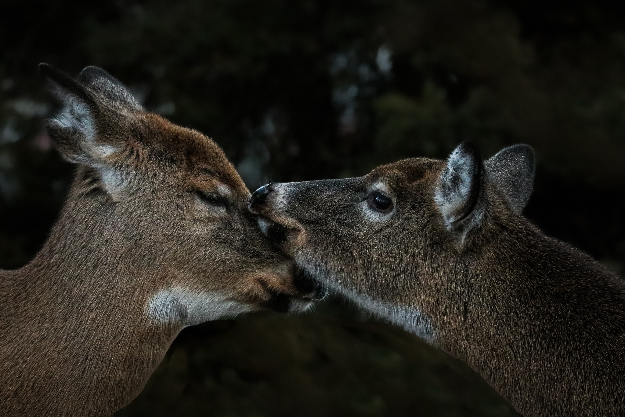 Deer mother and fawn