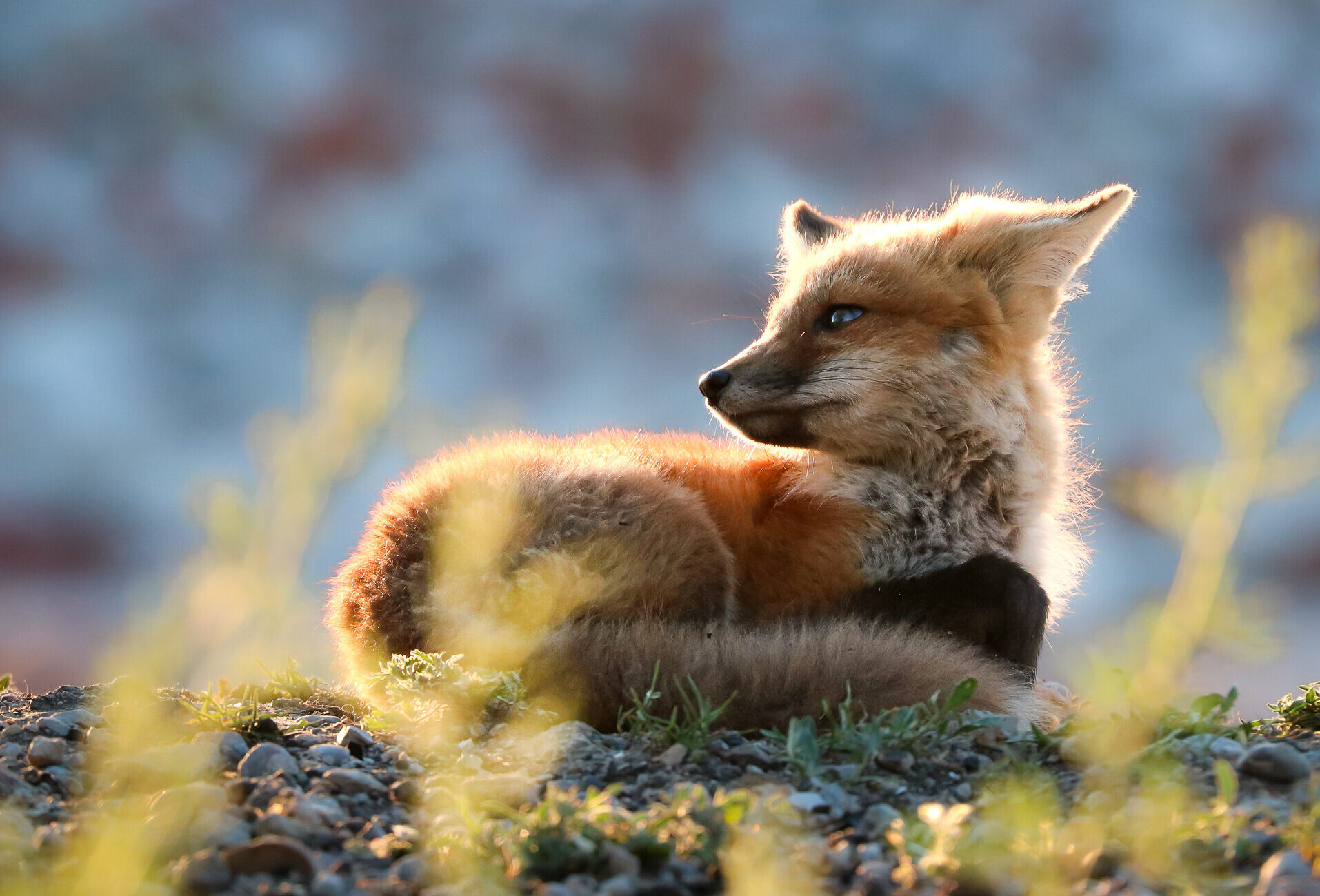 Fox kit