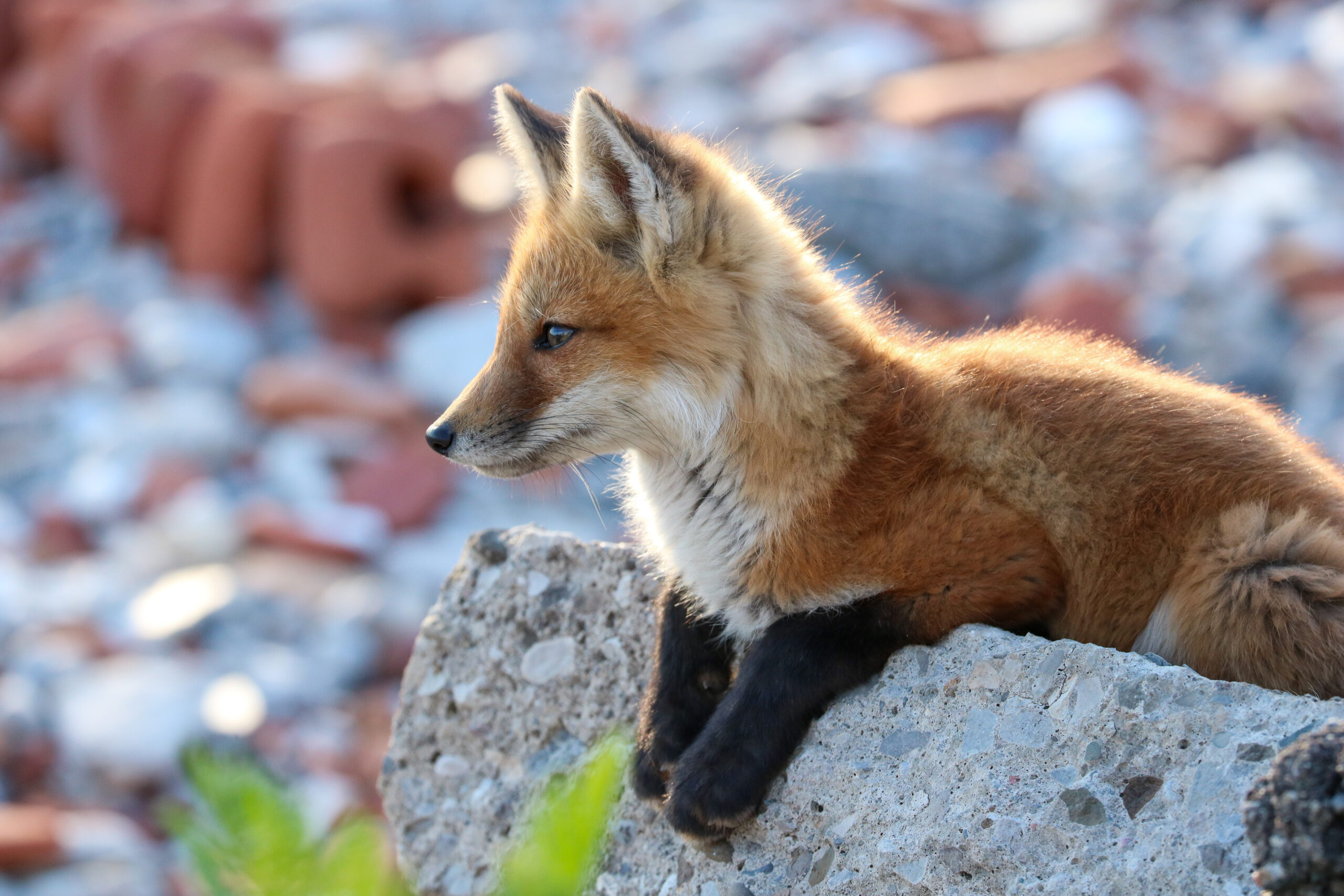 Fox kit looks out onto the world