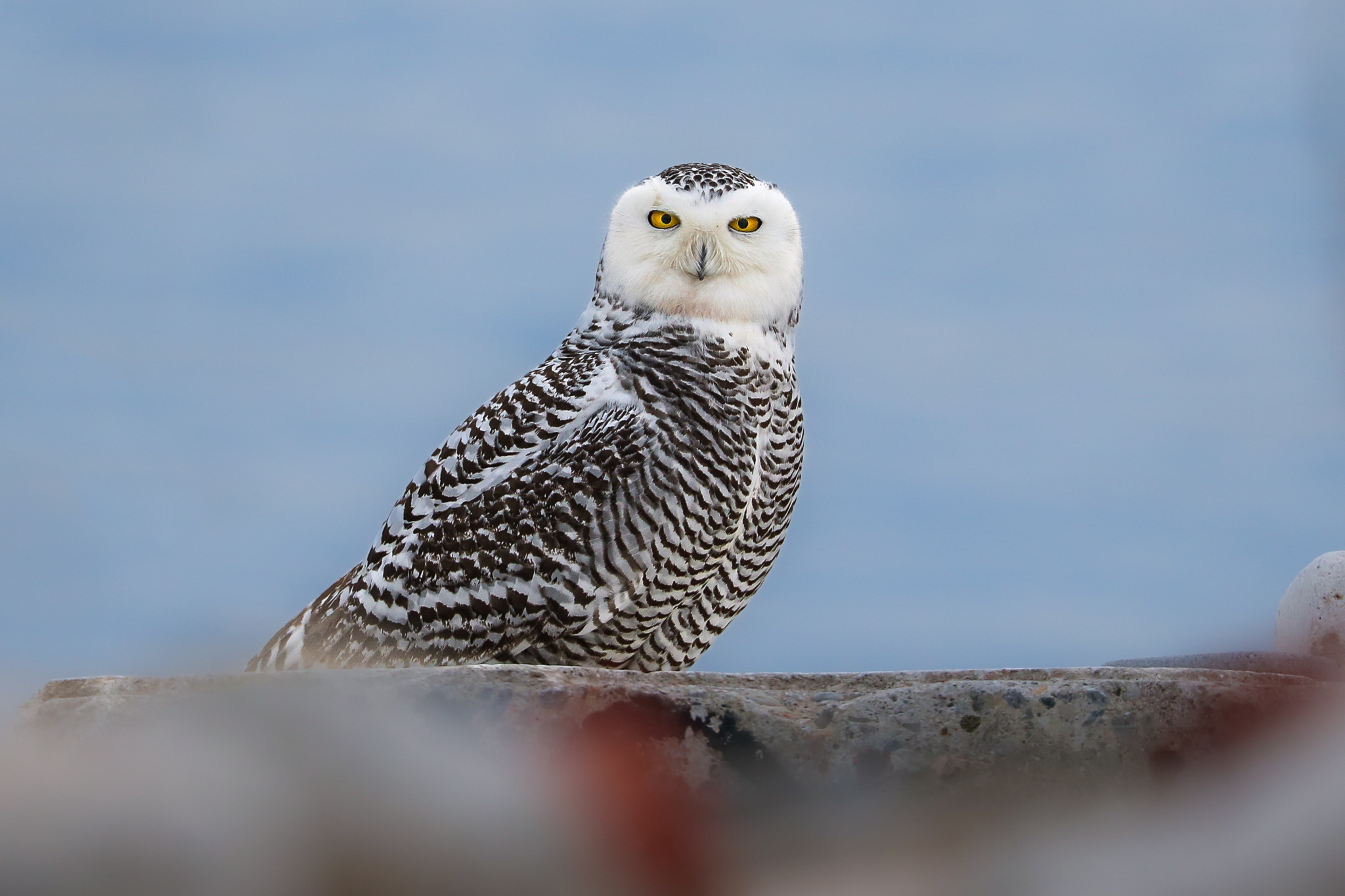 Snowy owl on the shore