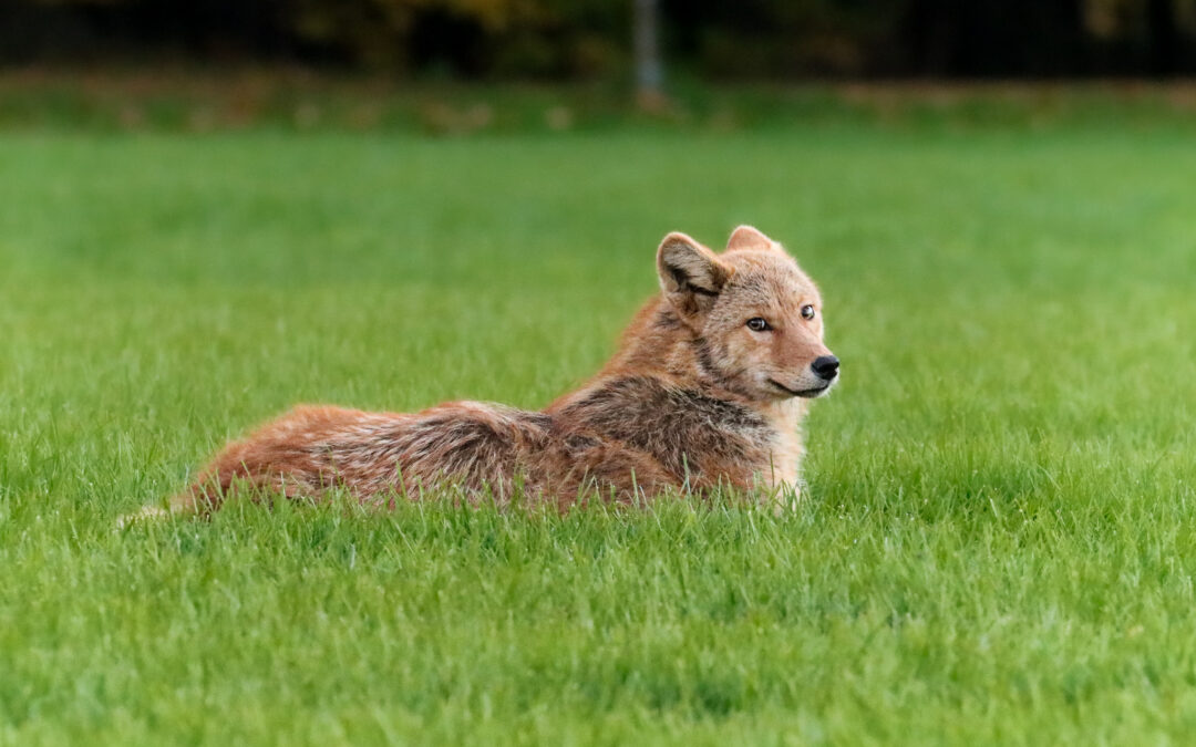 Coyote lies in green field, looking at the camera