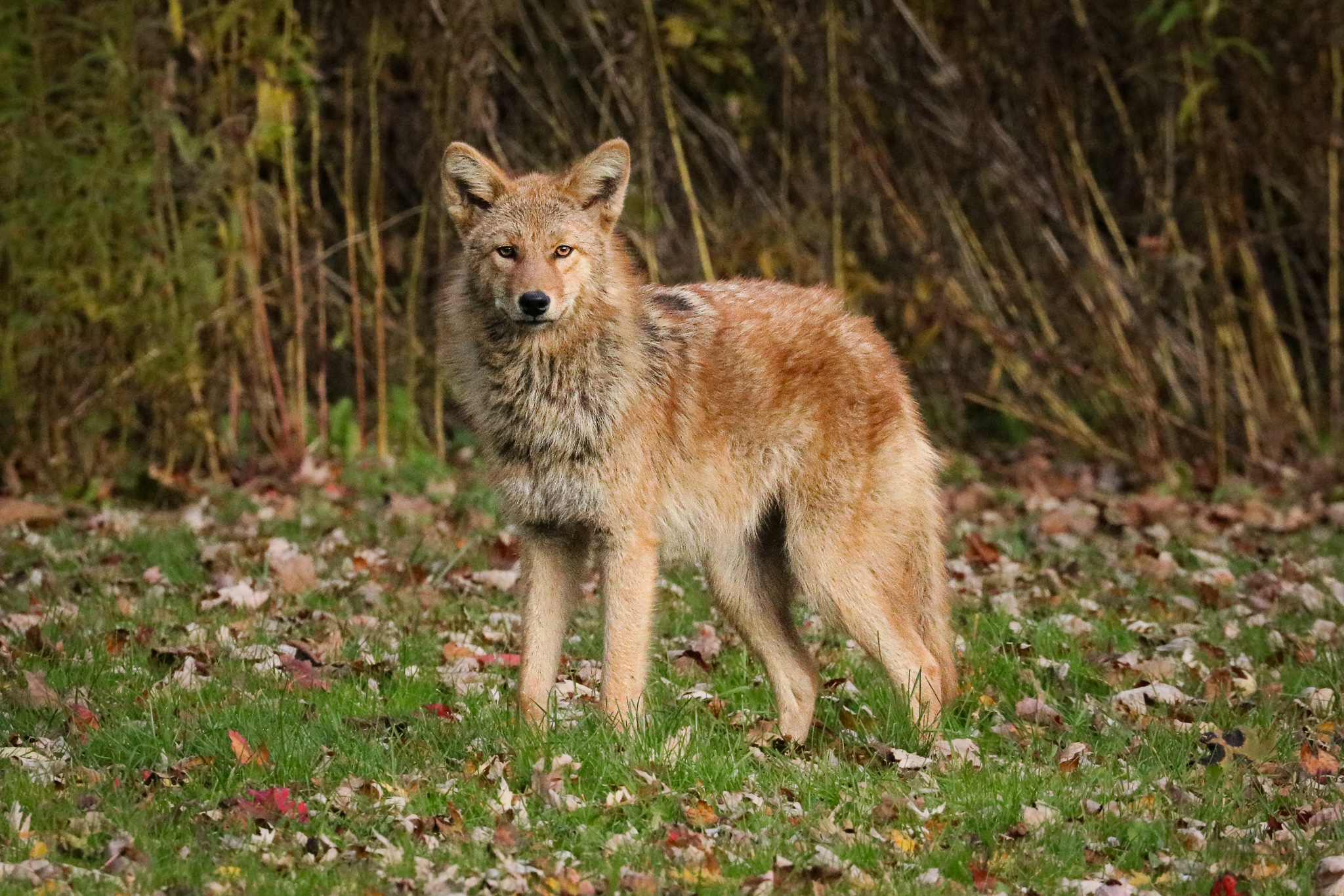 Coyote stands among fall foliage