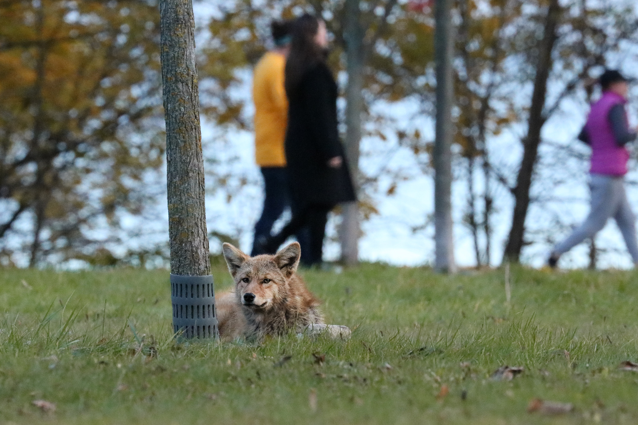 Coyote lies in a field, with people walking along pathway behind it