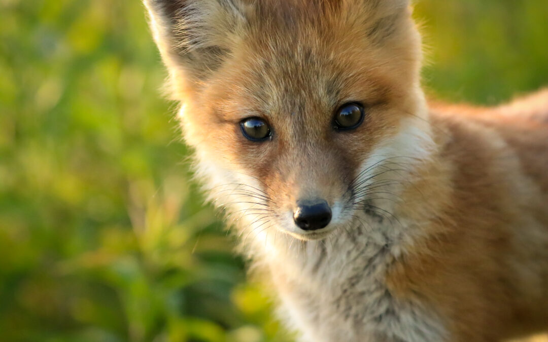 Curious red fox kit stares at the camera