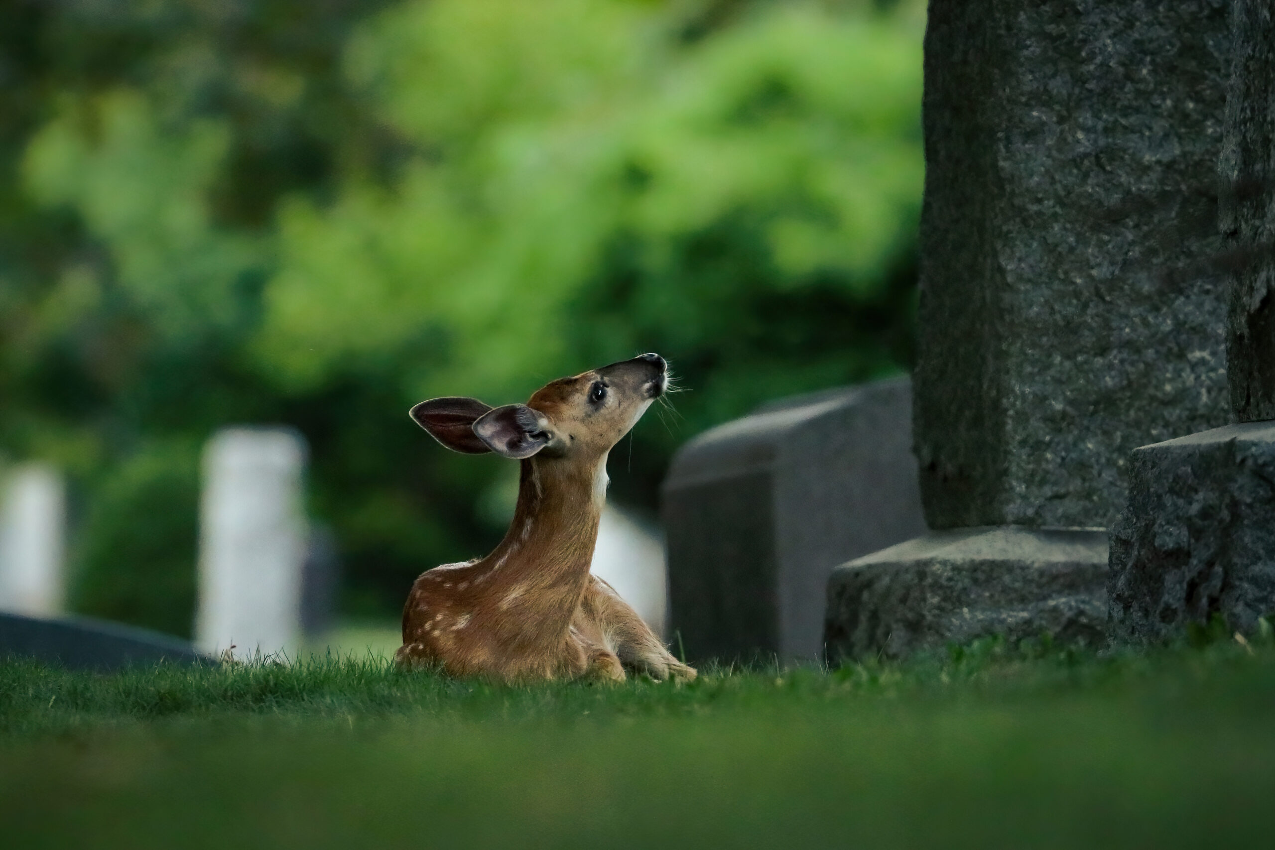 Fox kit