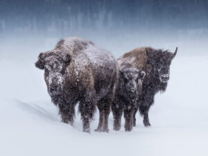Three bison stand in a winter storm