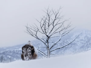 Lone bison in front of a tree in the winter in Yellowstone National park