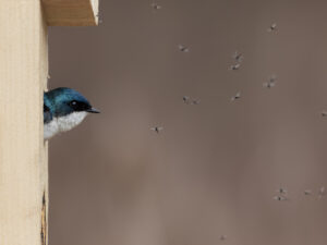 Tree swallow peers out of bird box surrounded by insects.