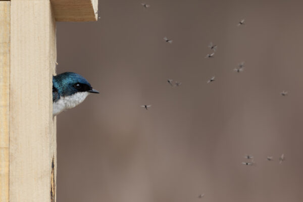 Tree swallow peers out of bird box surrounded by insects.