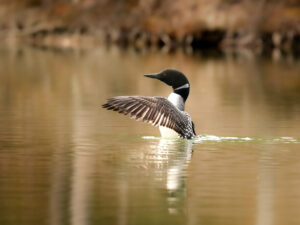 A loon flaps its wings in Banff National Park, Alberta