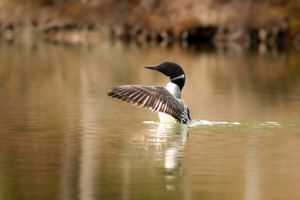 A loon flaps its wings in Banff National Park, Alberta