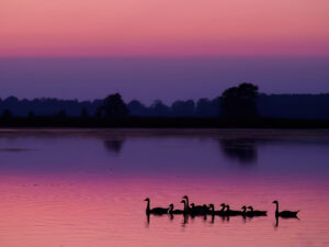 A family of geese in the water at sunset