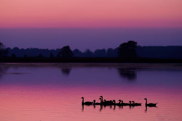 A family of geese in the water at sunset