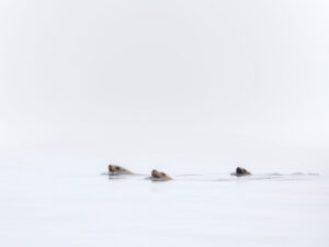 Sea lions swimming through calm ocean water