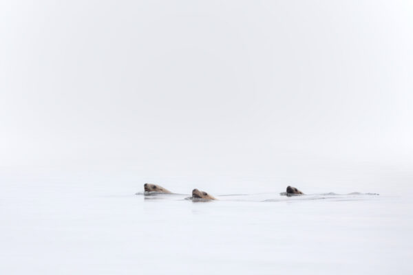 Sea lions swimming through calm ocean water