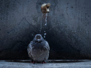 A pigeon in a water fountain in Rome, Italy