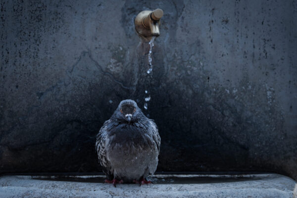 A pigeon in a water fountain in Rome, Italy