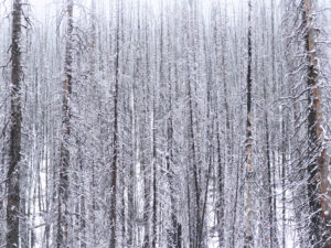 Winter trees in Jasper National Park