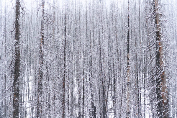 Winter trees in Jasper National Park