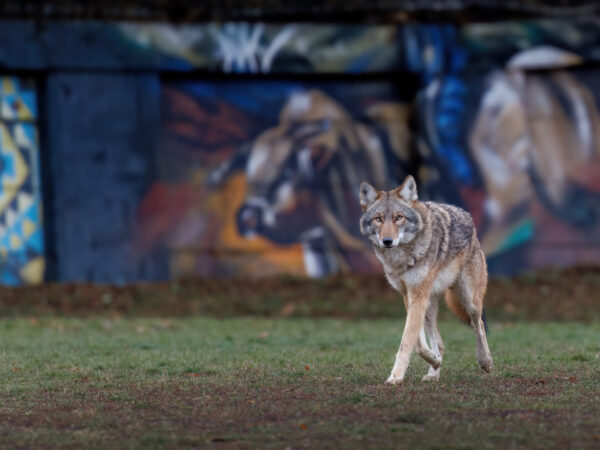 Urban Coyote Toronto Photography