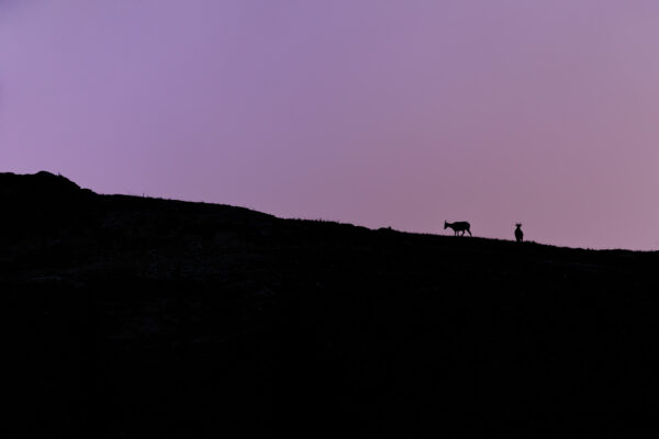 Two bighorn sheep atop a mountain ridge in Jasper National Park, Canada at sunrise