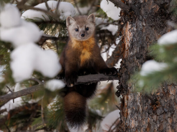 A pine marten peers through the trees