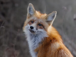A red fox sits in the morning light in Ontario, Canada