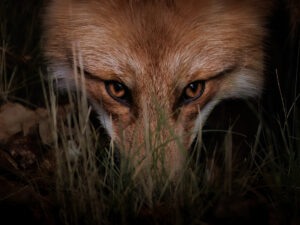 A red fox stares at the camera in Ontario Canada