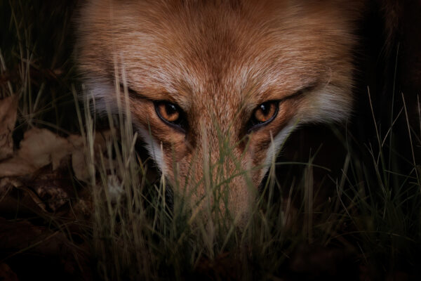 A red fox stares at the camera in Ontario Canada