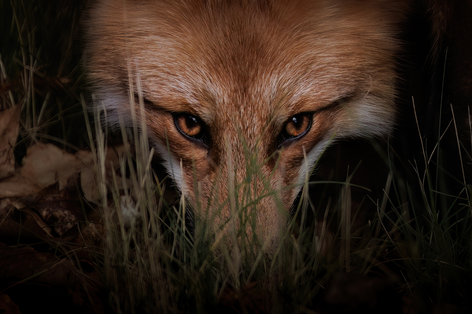 A red fox stares at the camera in Ontario Canada