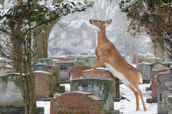 Circle of Life, White-tailed deer in Toronto, Canada