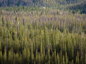 Tree-filled mountain slops in Jasper National Park, Canada