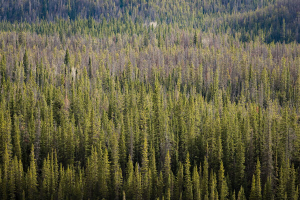 Tree-filled mountain slops in Jasper National Park, Canada