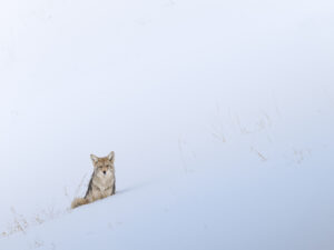 Lone coyote against a snowy hill in Yellowstone National Park, USA