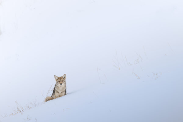 Lone coyote against a snowy hill in Yellowstone National Park, USA