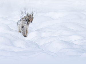A coyote gives a quick glance before disappearing into the snow in Yellowstone National Park, USA
