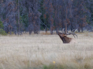 Bull elk during elk rut on fall morning in Alberta, Canada