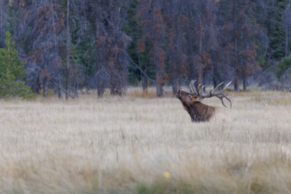 Bull elk during elk rut on fall morning in Alberta, Canada