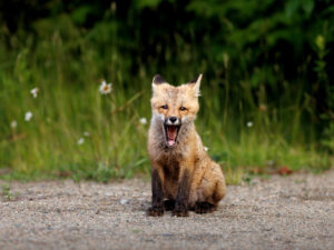 A fox kit yawns on a spring day in Ontario, Canada