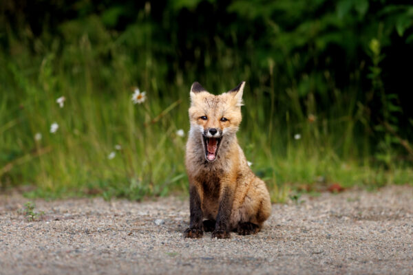 A fox kit yawns on a spring day in Ontario, Canada