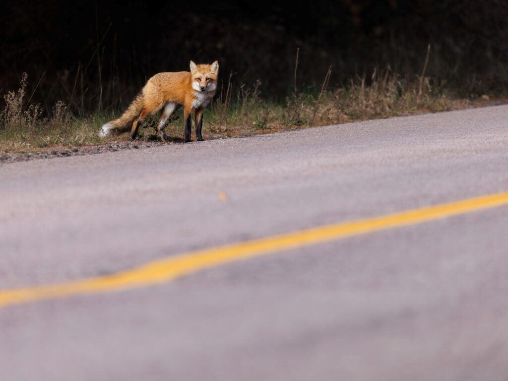 Red Fox Roadside Food Conditioning Wildlife Photography Conservation