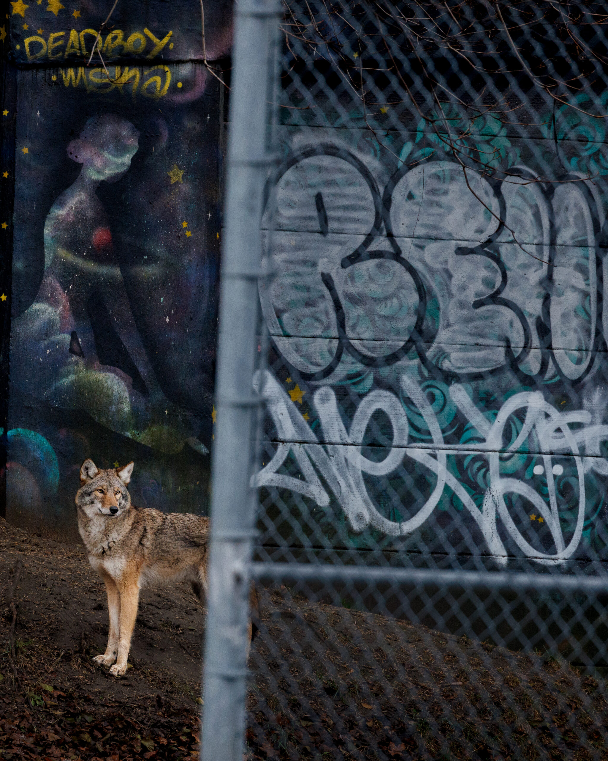 Urban coyote in Toronto standing in front of graffiti wall