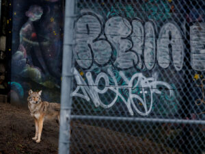 Urban coyote against graffiti wall backdrop in Toronto, Canada