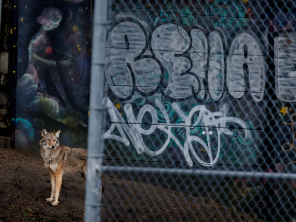 Urban coyote against graffiti wall backdrop in Toronto, Canada