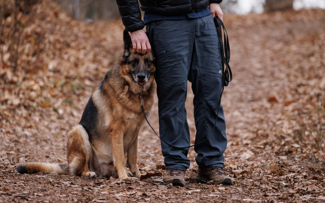 Wildlife with Cari | A man stands beside his leashed German Shepherd Dog on a trail