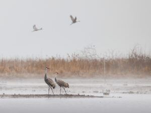 Birds of a Feather | Sandhill cranes in Southern Ontario on a foggy morning