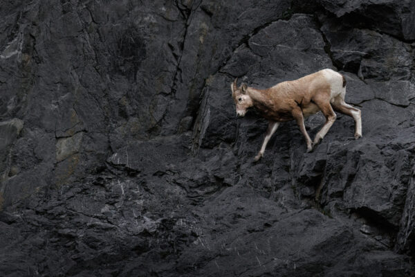 Bighorn sheep scales cliff in Jasper National Park, Alberta