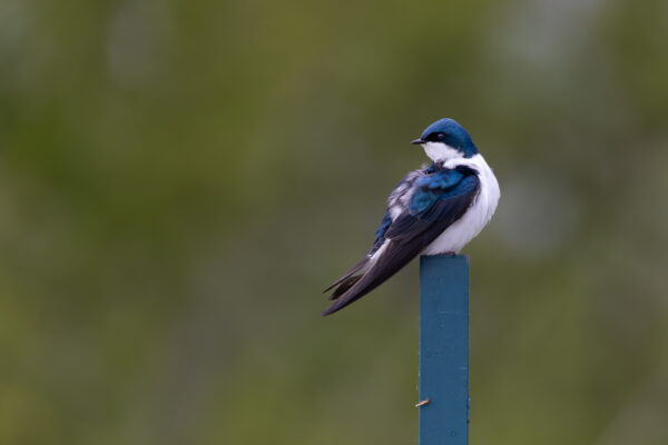 Tree swallow on a blue perch in Toronto, Ontario