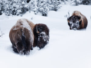 Two bison in a snowstorm in Yellowstone National Park, USA