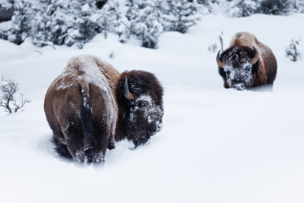Two bison in a snowstorm in Yellowstone National Park, USA